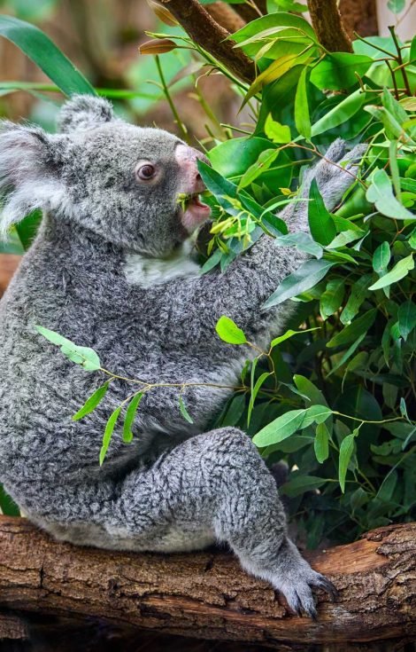 koala-bear-in-the-zoo-PX5YGQL.jpg